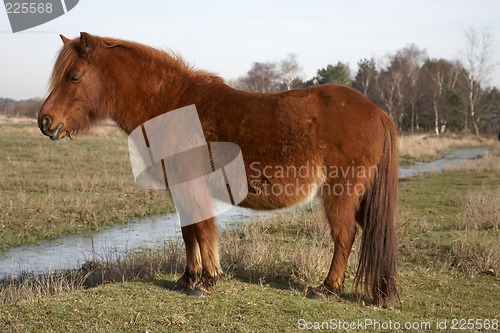 Image of new forest pony