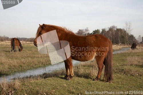 Image of new forest pony