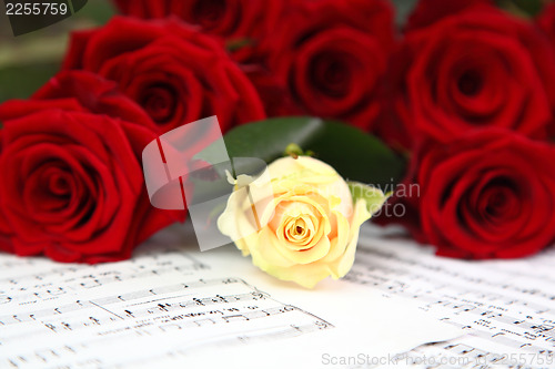 Image of red and white roses