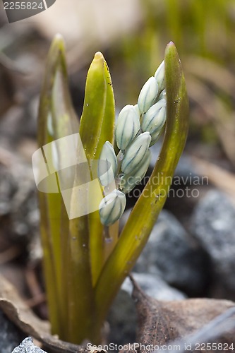 Image of scilla siberica