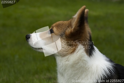 Image of puppy profile