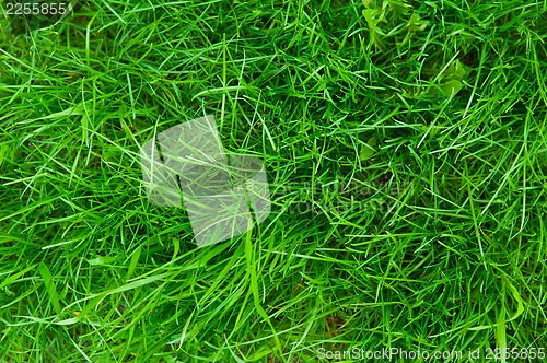 Image of green grass background