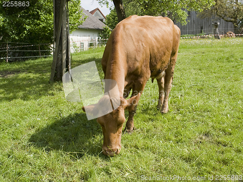 Image of brown cow