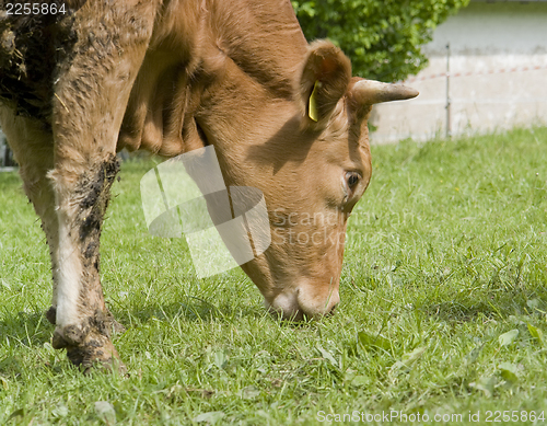 Image of brown cow