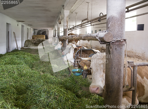 Image of inside of a cow barn