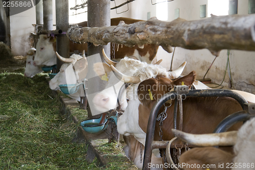 Image of inside of a cow barn