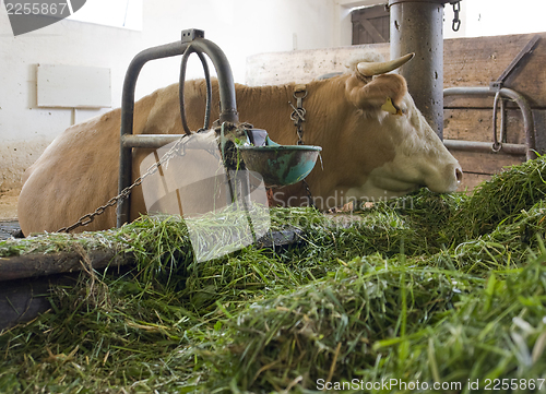 Image of cow inside of a cow barn