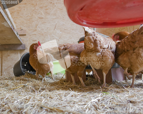 Image of chicken in a hen house