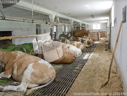 Image of inside of a cow barn