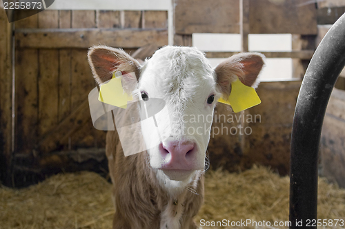 Image of calf inside of a cow barn