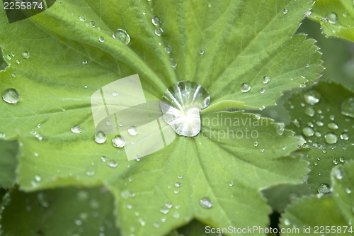 Image of repellent leaf detail