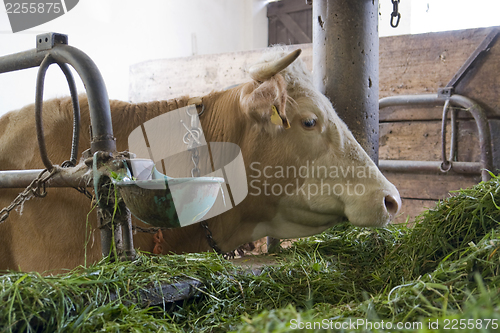 Image of cow inside of a cow barn