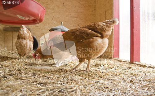 Image of chicken in a hen house