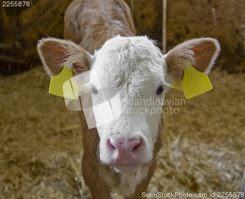 Image of calf inside of a cow barn