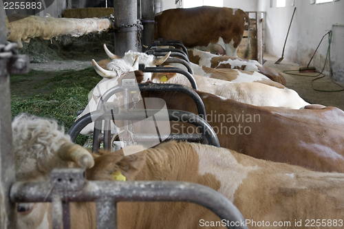 Image of inside of a cow barn