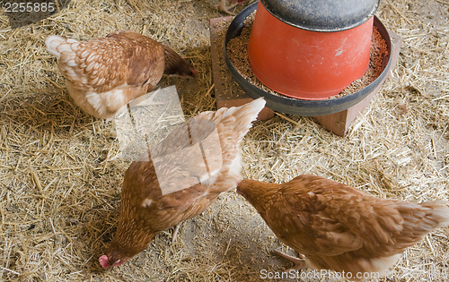 Image of chicken in a hen house