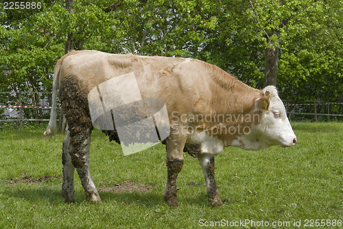 Image of brown cow