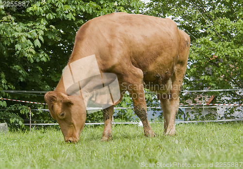 Image of brown cow