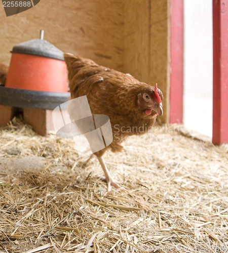 Image of chicken in a hen house