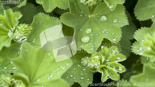 Image of repellent leaf detail