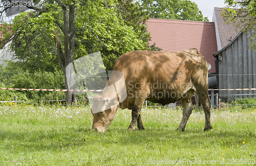 Image of brown cow