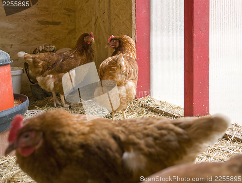 Image of chicken in a hen house