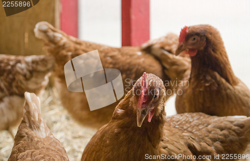 Image of chicken in a hen house