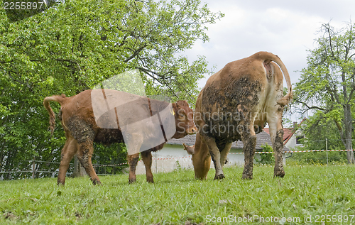 Image of brown cow