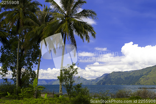 Image of Landscape with Palm Trees in the background of Lake Toba.