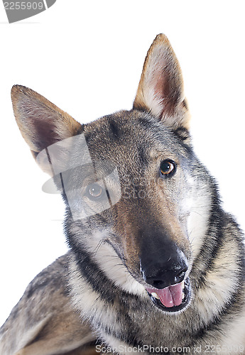 Image of Czechoslovakian Wolfdog