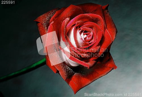 Image of red rose with drops of water