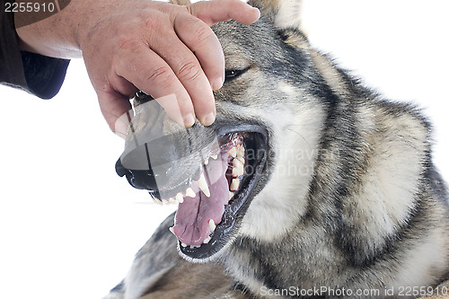 Image of teeth of Czechoslovakian Wolfdog