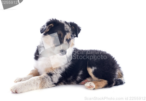 Image of puppy border collie