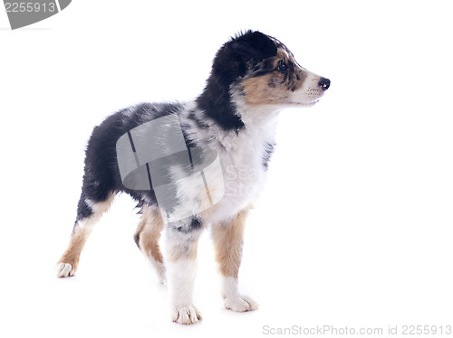 Image of puppy border collie