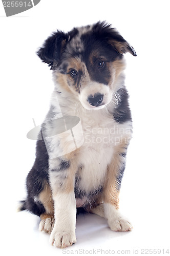 Image of puppy border collie