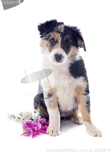Image of puppy border collie