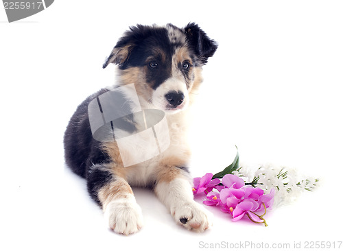 Image of puppy border collie