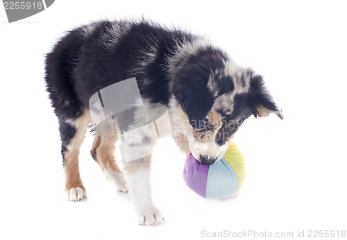 Image of playing puppy border collie