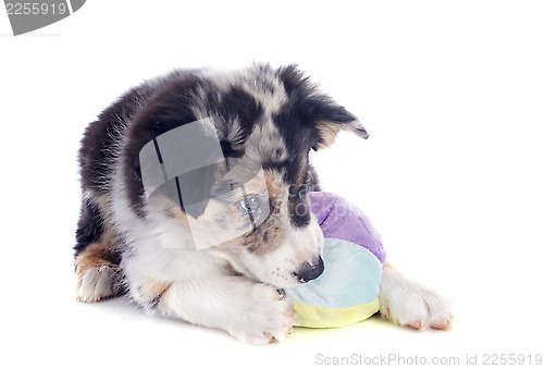 Image of playing puppy border collie