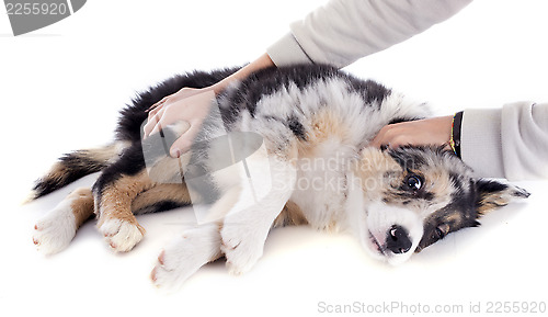 Image of puppy border collie