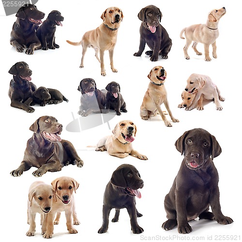 Image of group of labrador retriever
