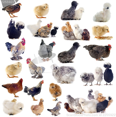 Image of group of bantam