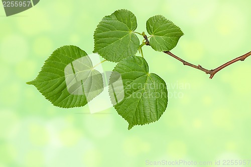 Image of Branch  on the green  background