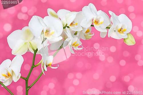 Image of Orchid on the pink background