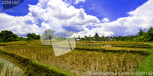 Image of The Harvest of Rice. Break.