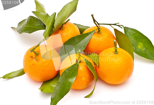 Image of Ripe tangerines on white background