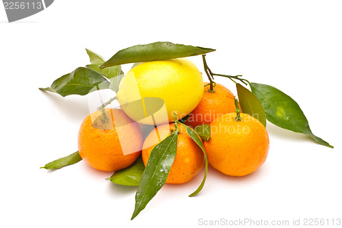 Image of Ripe cytrus on white background