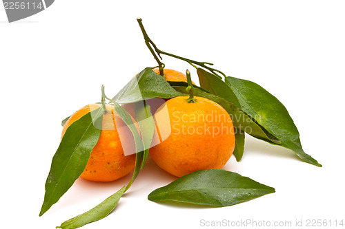 Image of Ripe tangerines on white background