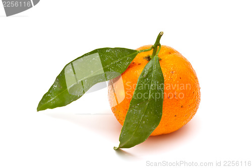 Image of Ripe tangerine on white background