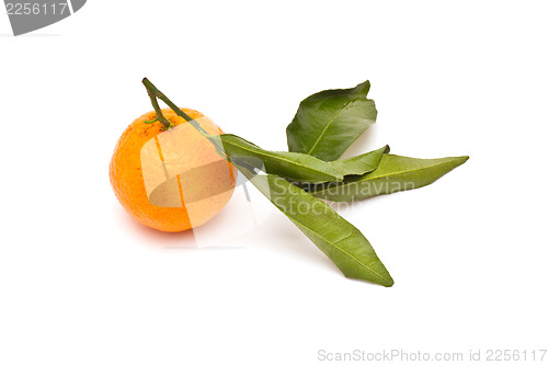 Image of Ripe tangerine on white background